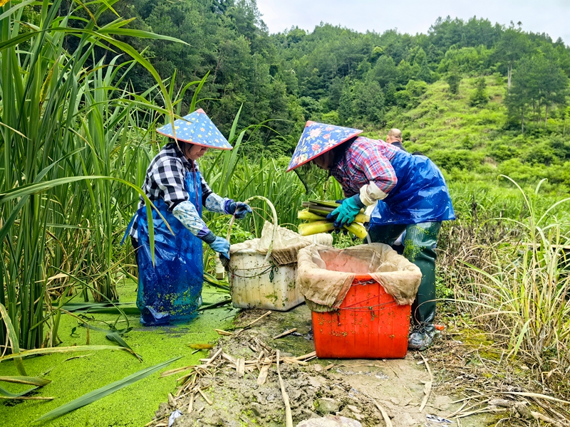 茭白装袋（何敏摄）.jpg