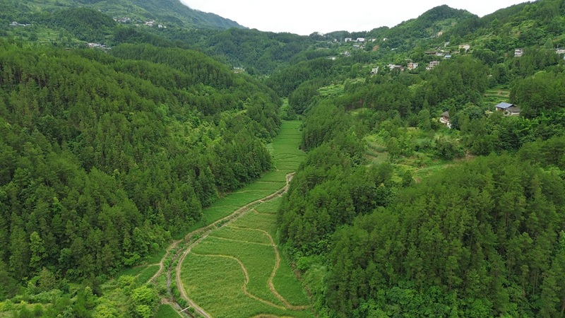 茭白种植基地1（杨亚旭 摄）.jpg