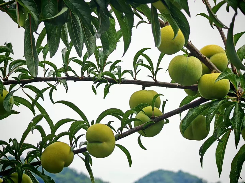 花梨镇的蜂糖李。