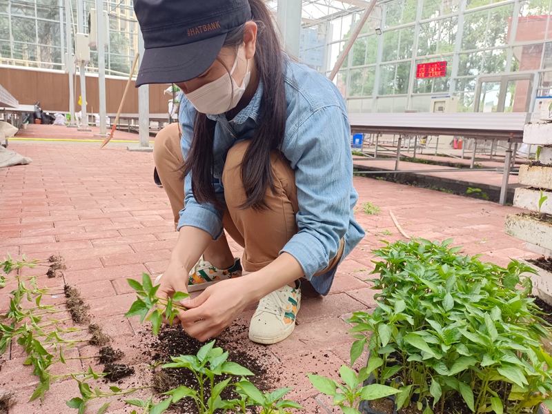 3、杨兴烨参与育辣椒苗。