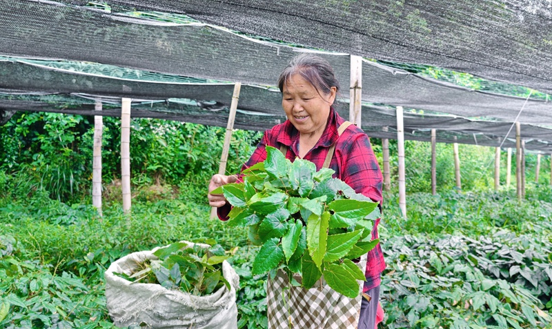 当地群众在淫羊藿种植基地就近务工。