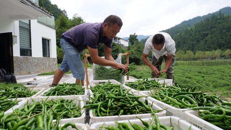 德旺乡农村经纪人帮助农户采销果蔬。
