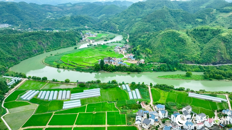 1 航拍贵州省岑巩县注溪镇周坪村水稻制种基地。阳茜 摄