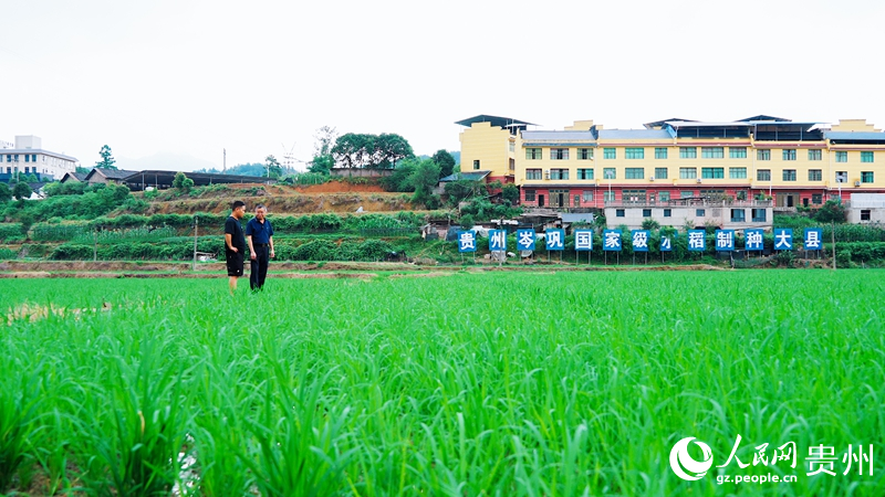 6 贵州省岑巩县思旸水稻制种示范基地内，当地农业农村局工作人员正在与制种大户交流制种技术。人民网记者 涂敏 摄 (2)