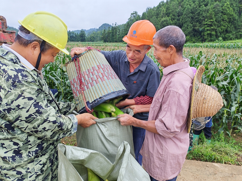 图为杨柳塘镇地坝村村民正在打包玉米