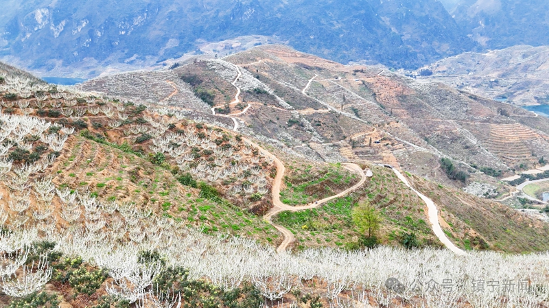 2 图为镇宁南片区漫山遍野的蜂糖李花.jpg