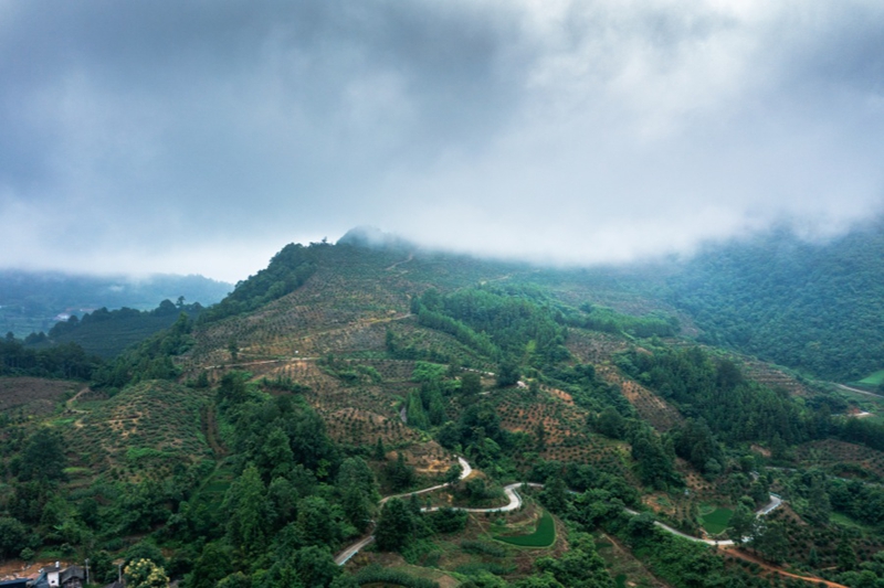 1.岑巩县注溪镇衙院村油茶和黄精种植基地。（杨云 摄)