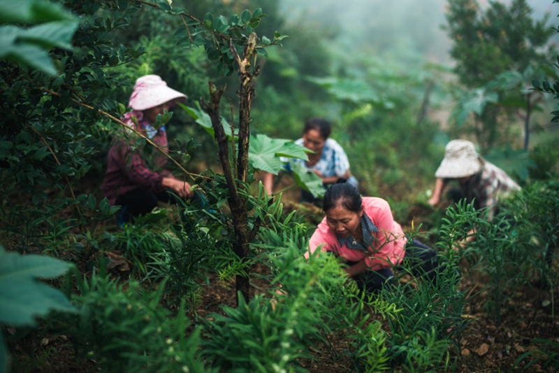 4.岑巩县注溪镇衙院村油茶林下种植黄精基地，村民在进行黄精管护。（杨云 摄 )