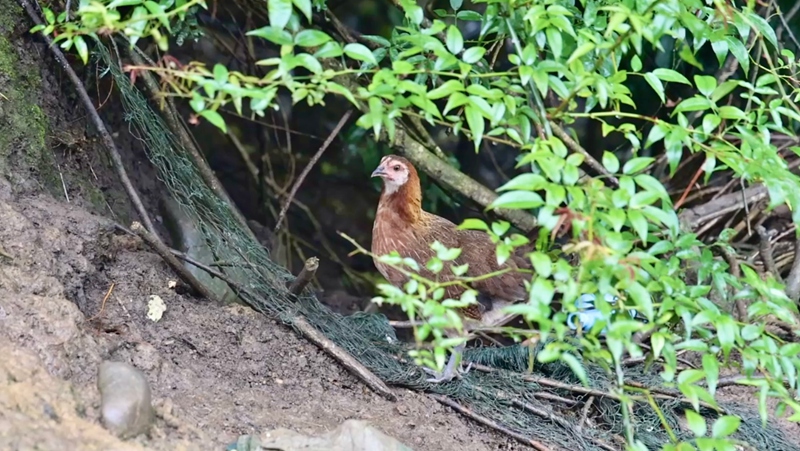贵州独山千只跑山鸡“养”出致富好日子 (2)