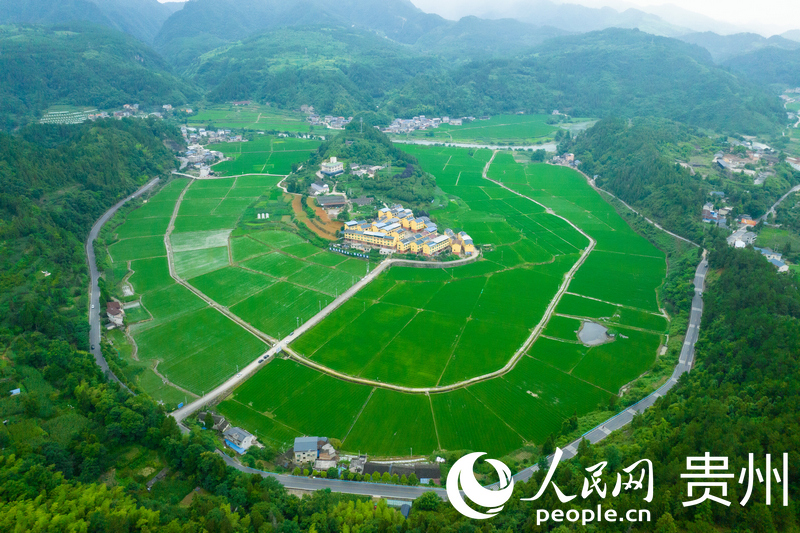 航拍贵州岑巩县思旸镇水稻制种基地。人民网 阳茜摄