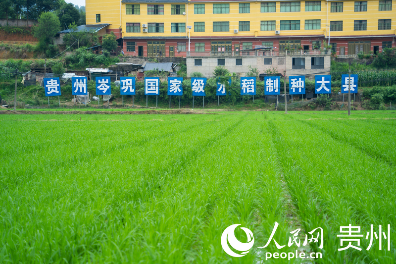 岑巩县水稻制种基地一隅。人民网 阳茜摄
