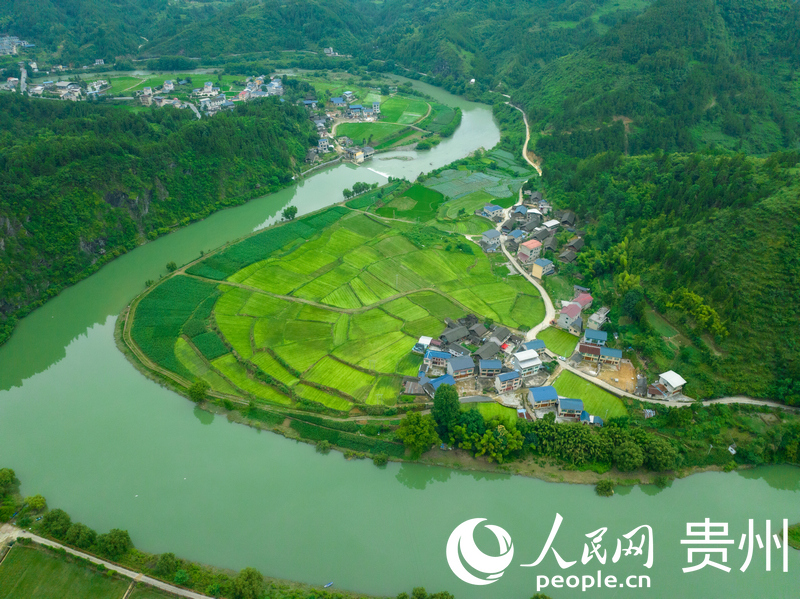 青绿稻禾依山傍水。人民网 阳茜摄