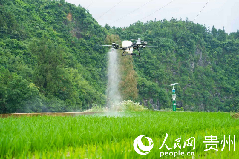 植保无人机开展飞防作业。人民网 阳茜摄