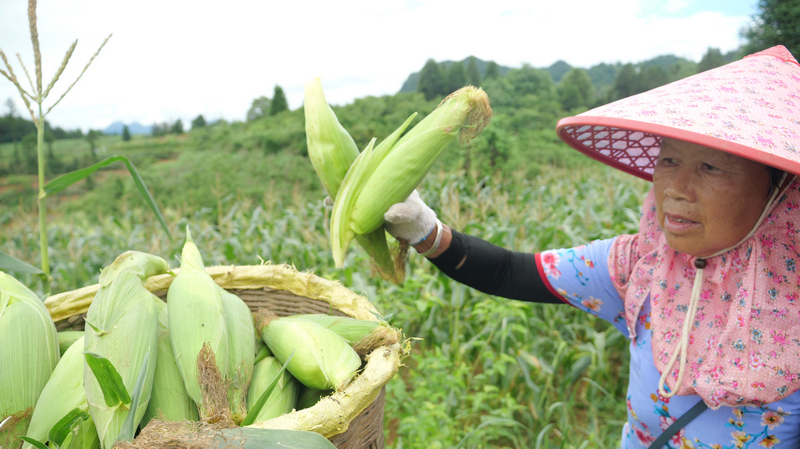 农户采收鲜食玉米。