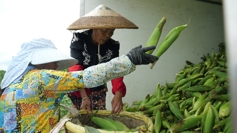 农户采收鲜食玉米。