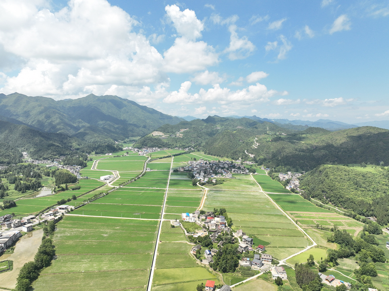 乌罗镇岑司大坝水稻种植区全景.