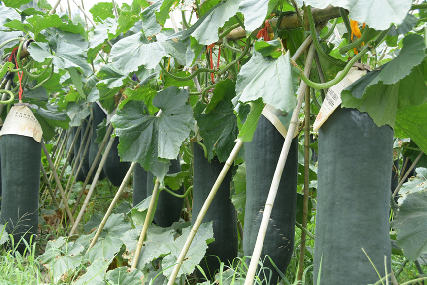 白塘冬瓜種植基地裡成熟的冬瓜。