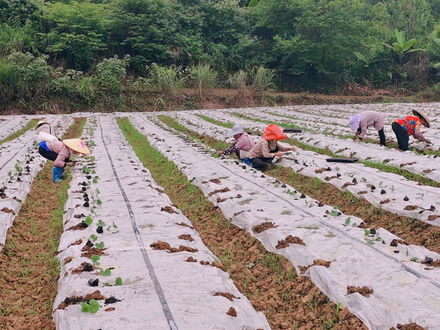 農戶們正在白塘冬瓜種植基地上移栽“第二茬”冬瓜。
