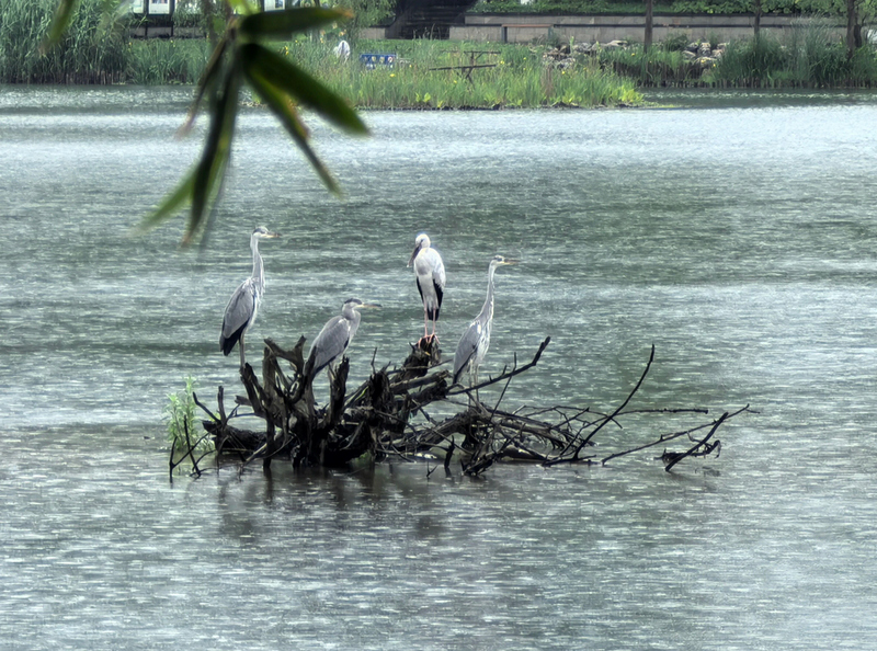观山湖公园里的新客——钳嘴鹳(左三)。丁伟鑫摄