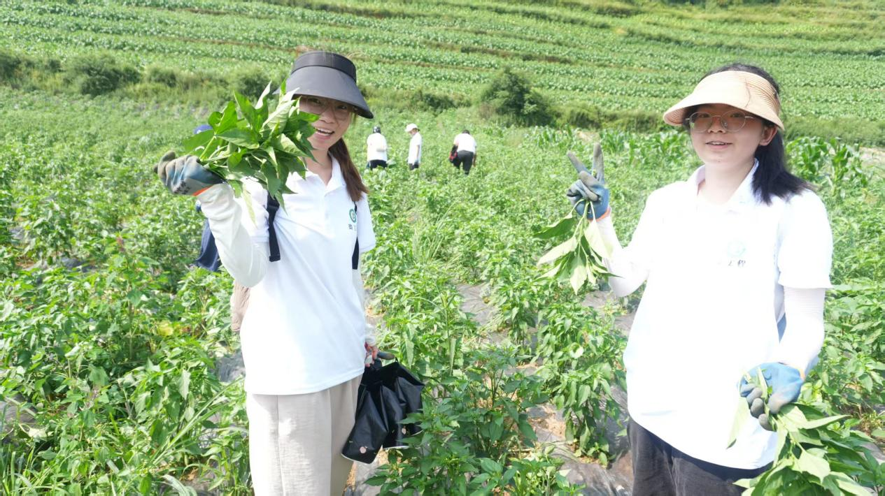 圖為實踐隊隊員為辣椒摘心現場。