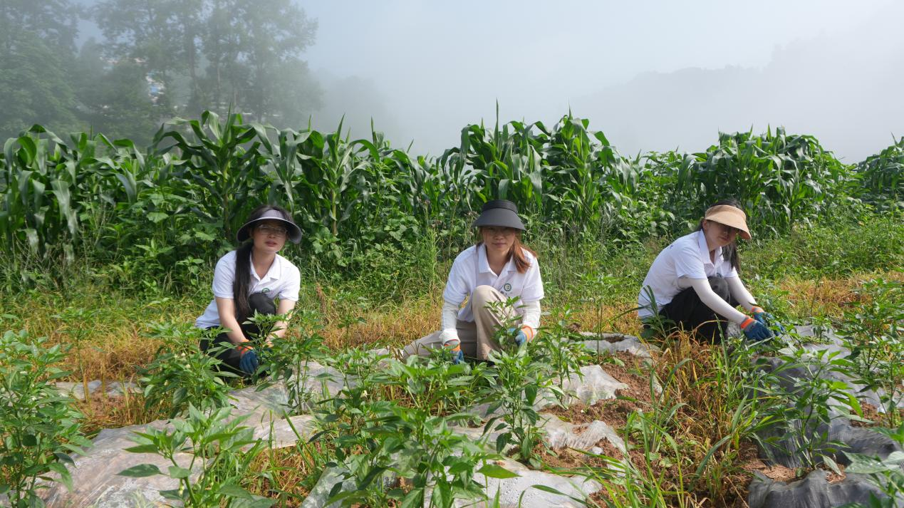 圖為實踐隊隊員為辣椒打側枝現場。