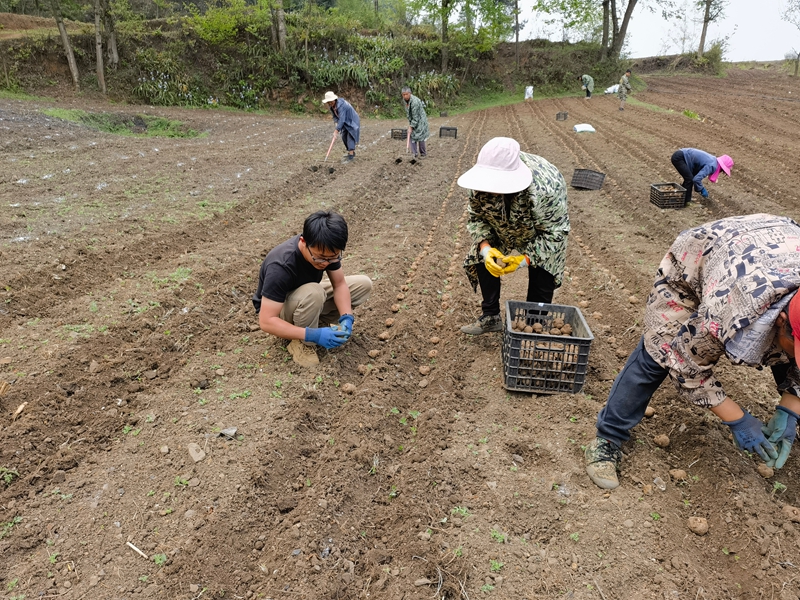 赫章縣鬆林坡鄉的魔芋標准化種植基地。譚家芳攝
