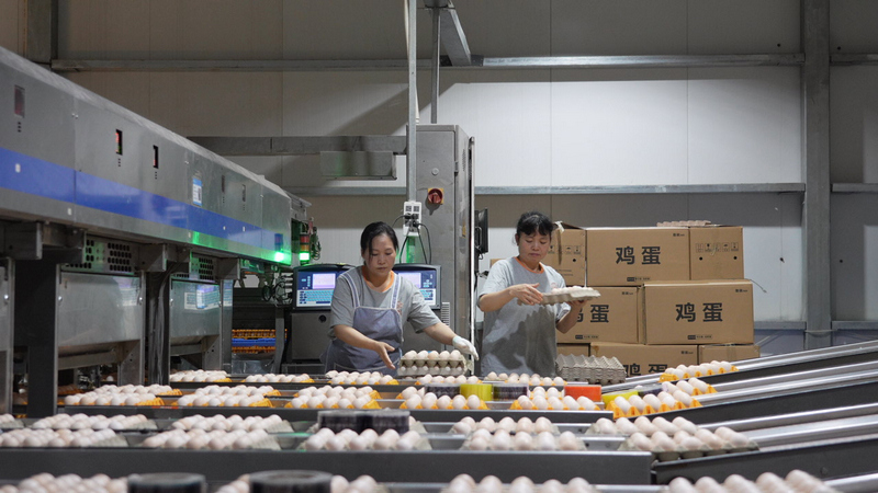 在贵州梵净蛋谷食品有限公司海龙口100万羽蛋鸡养殖场，工人们通过智能传输带打包鸡蛋，运输至大湾区。