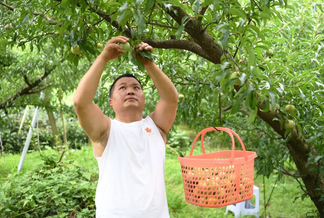 市民正在果园里采摘蜂糖李。