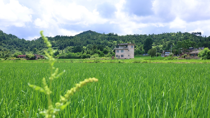 贵州独山筹洞大坝8500亩稻海如画。
