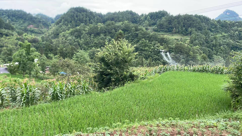 山间稻田开展飞防作业。王烨摄