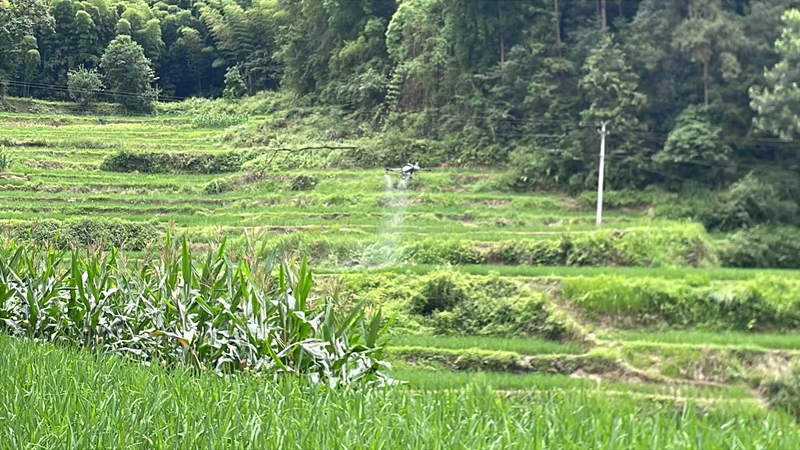 植保无人机穿梭梯田,精准为水稻玉米喷施防虫药液。王烨摄