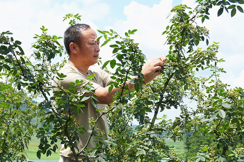 农户在花椒基地采摘花椒。黄欣宇摄
