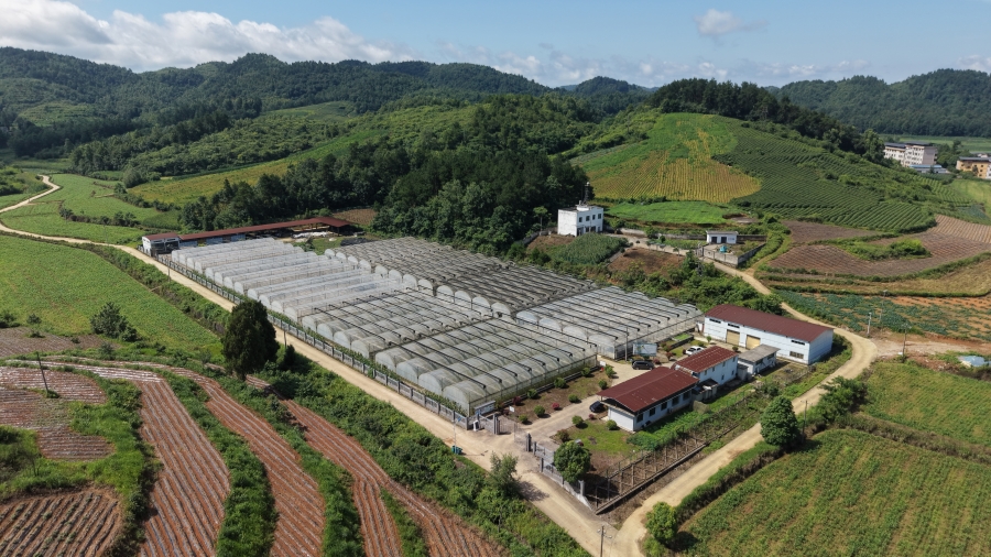 岑巩县天马镇白岩坪烤烟育苗基地。