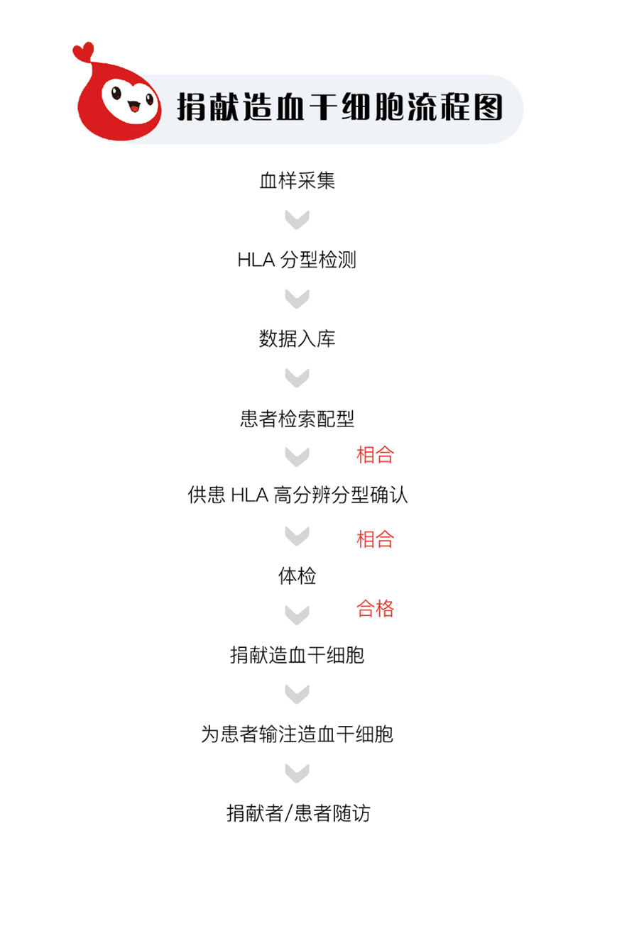 捐獻造血干細胞流程。