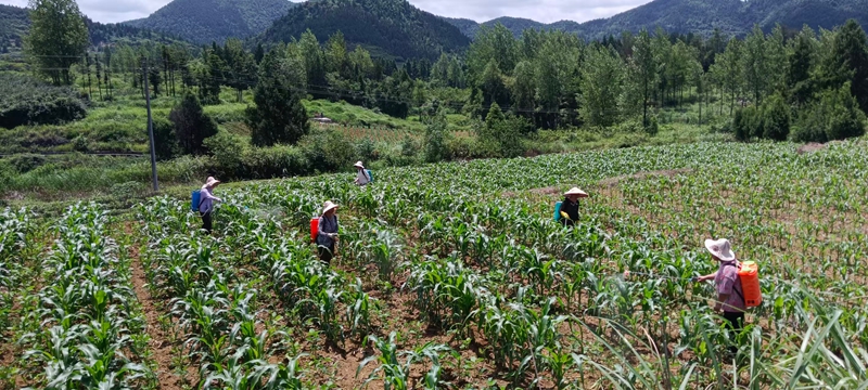 松桃岑塘村种植大户抢抓晴好天气,组织务工村民开展病虫害防治、施肥作业。