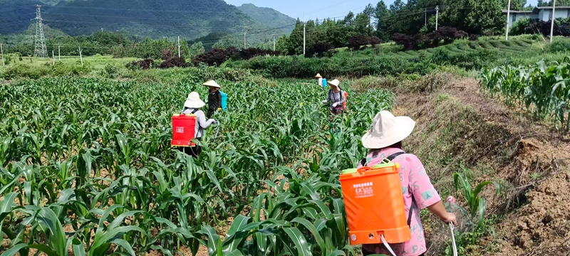 松桃岑塘村种植大户抢抓晴好天气,组织务工村民开展甜玉米除草作业。