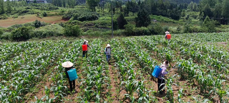 松桃岑塘村种植大户抢抓晴好天气,组织务工村民开展甜玉米施肥作业。