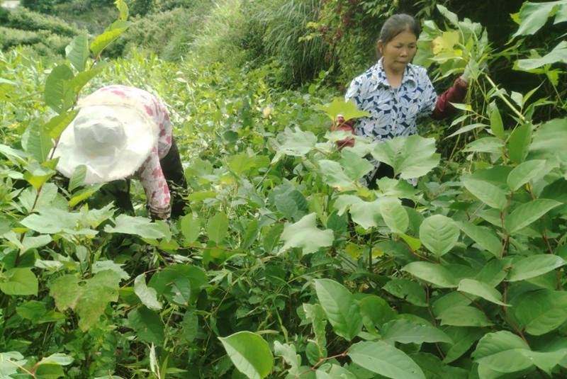 挥刀除草.jpg