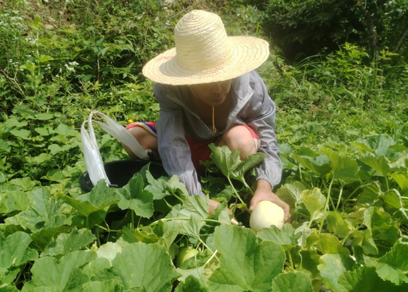 甜瓜采收 (1).jpg