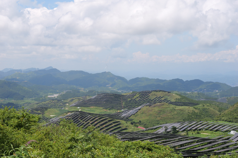 盘石镇农业光伏基地。