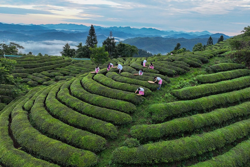 茶农在岑巩县客楼镇下寨村茶山采摘云雾茶。