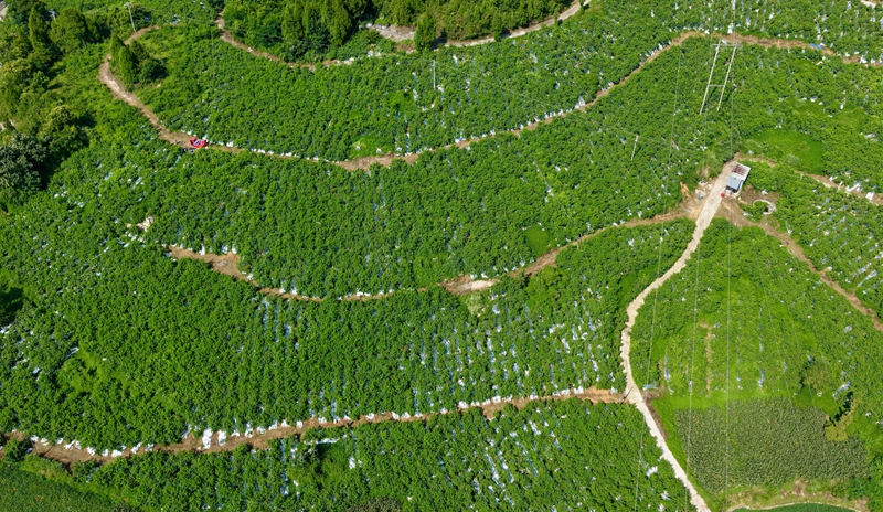 珍珠枣油桃基地。