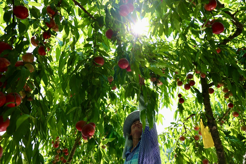 当地工人在采摘新鲜珍珠枣油桃。
