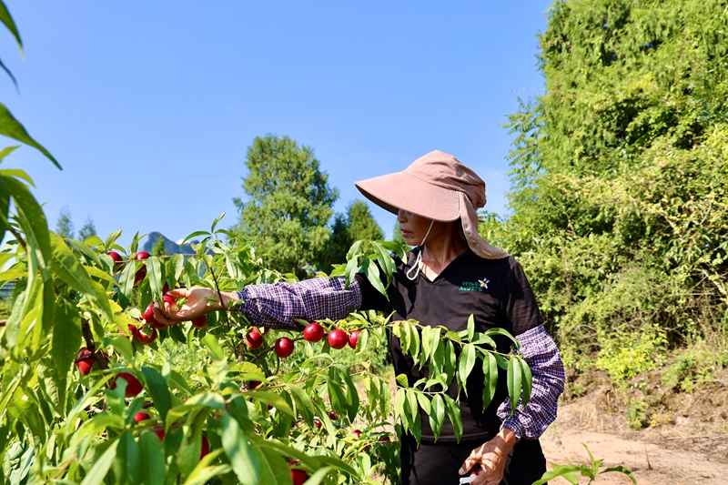 当地工人在采摘新鲜珍珠枣油桃。