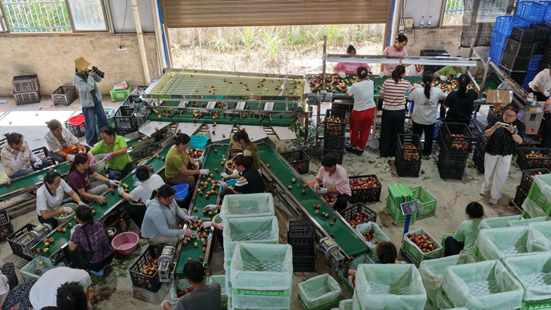 当地工人在分级选果。