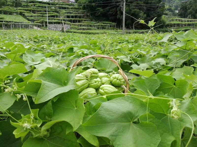 鲜嫩的佛手瓜.jpg