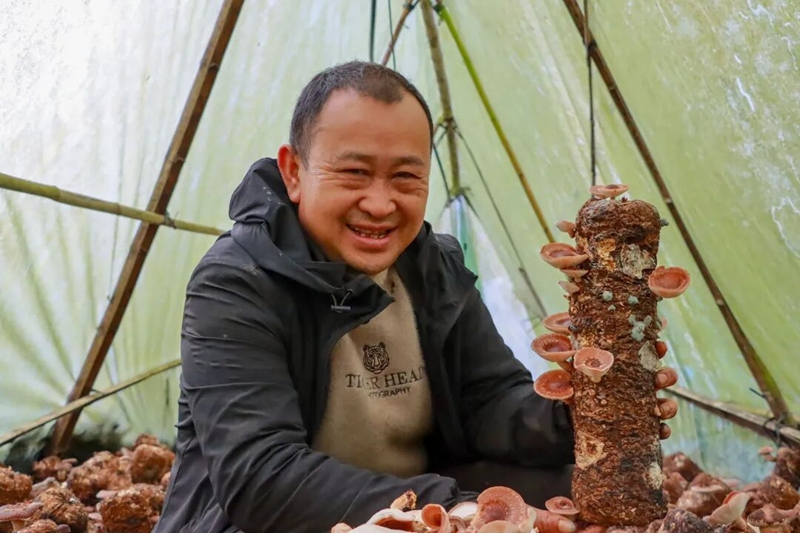 1、种植户娄方财忙着采摘成熟的菌菇。