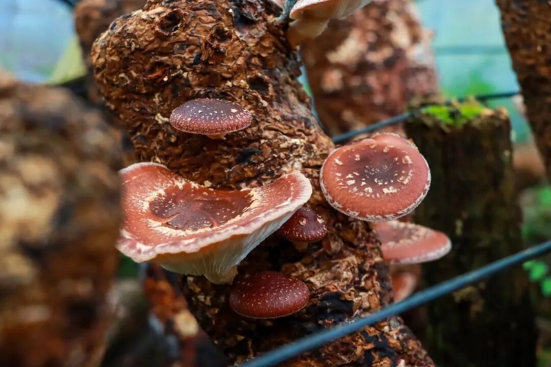 2、鲜嫩肥美的马桑菌破棒而出。