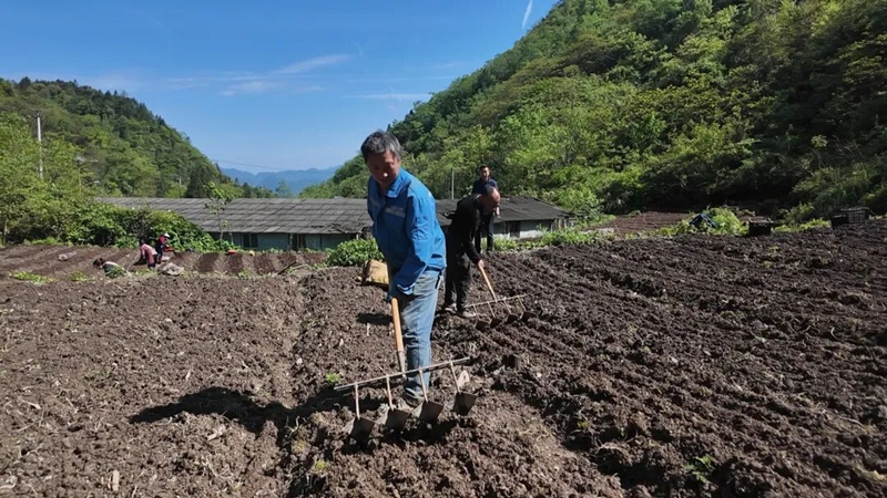 魔芋种植基地。