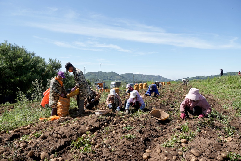 2026年7月13日，在威宁自治县么站镇平原社区马铃薯种植基地内，务工群众正忙着分拣、装袋马铃薯。陈逍 摄